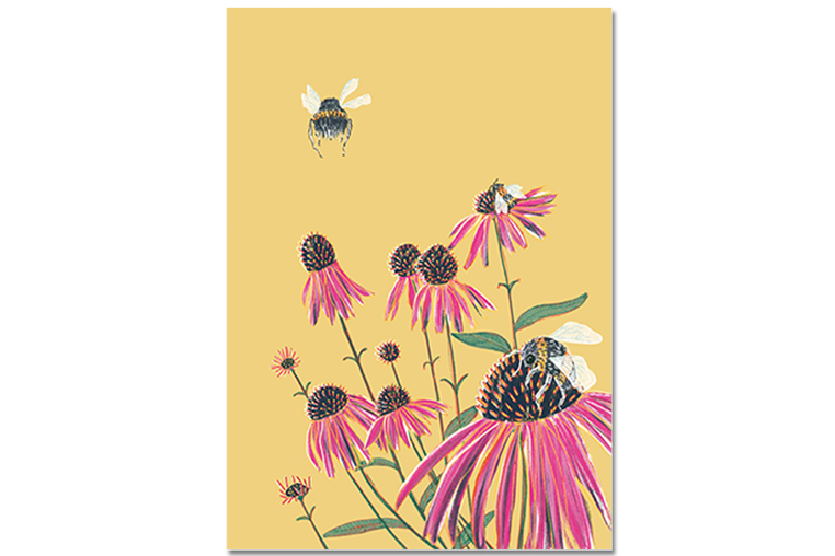 Postkarte Echinacea