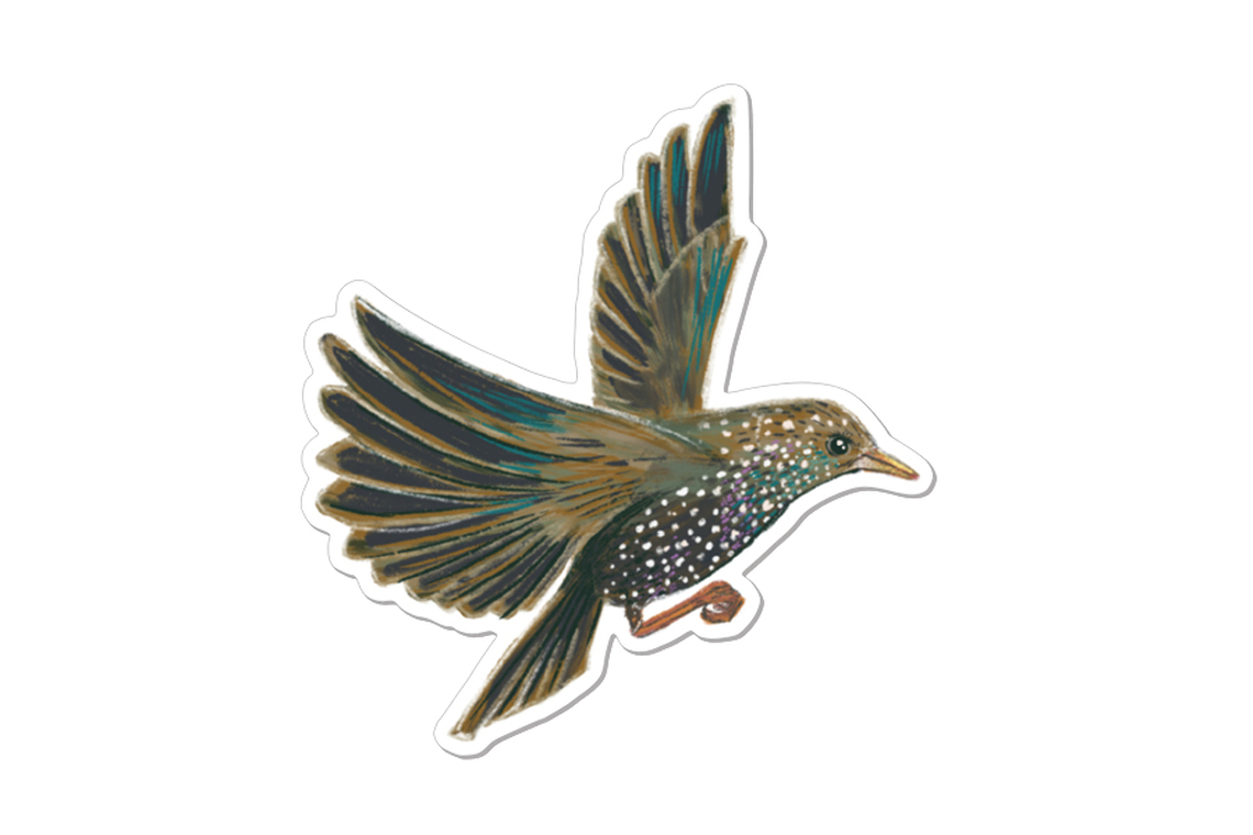 Sticker Starling